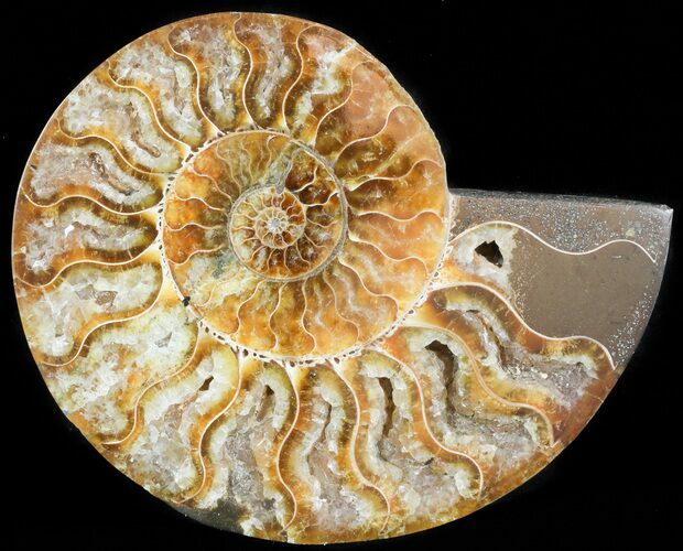 Agatized Ammonite Fossil (Half) #45519